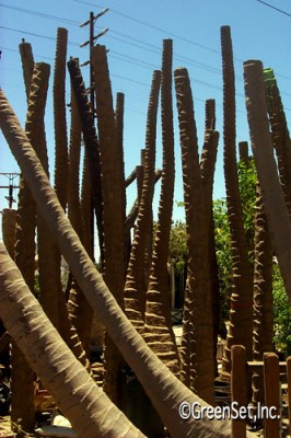 Palm Trunks