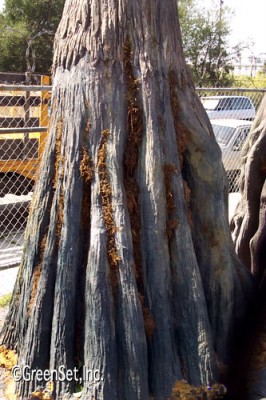 Cypress Trunk