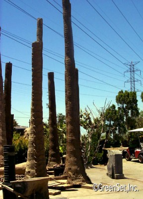 Mexican Fan Palm Trunks