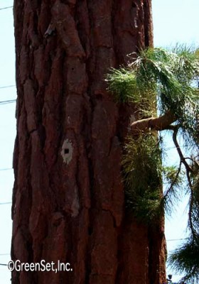 Pine Branch and Tree Trunk