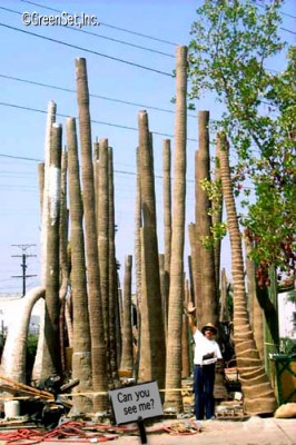 Mexican Fan Palm Trunks