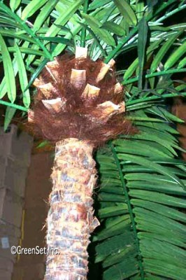 Palm Head