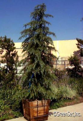 Deodara Cedar