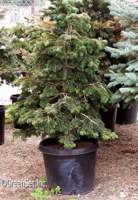 Nordmann Fir