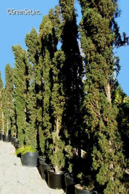 Italian Cypress