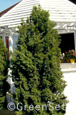 Juniper Tree