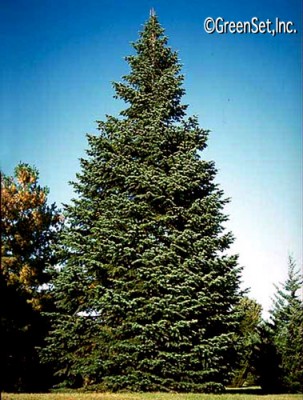 White Fir Pine