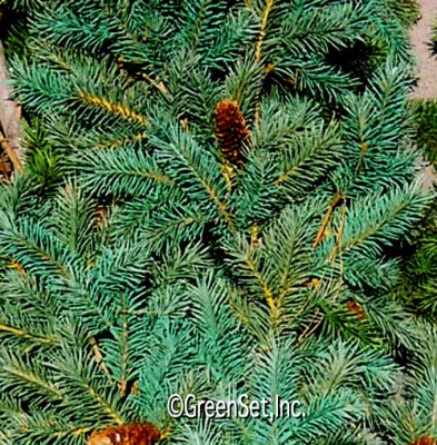 Blue Green Pine Foliage