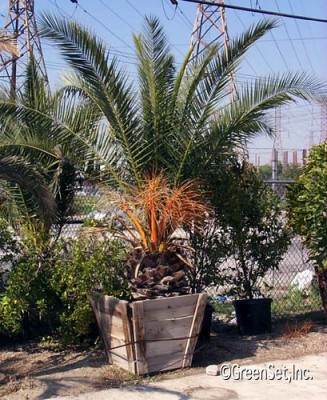 Date Palm