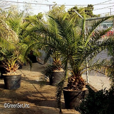 Date Palm