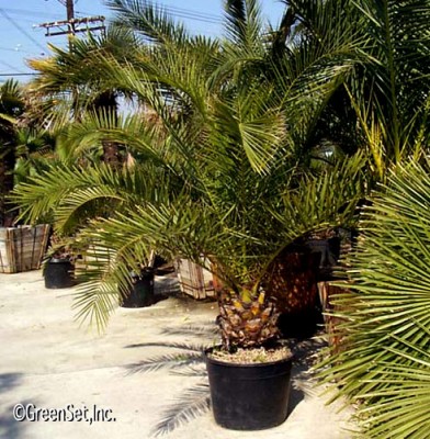 Date Palm