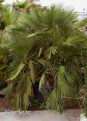 Mediterranean Fan Palm