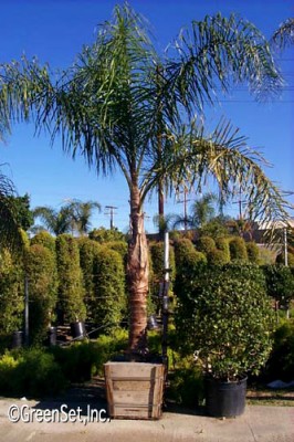 Queen Palm