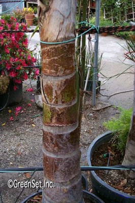 Queen Palm Trunk