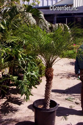 Roebellini Palm Tree