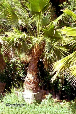 Mexican Fan Palm