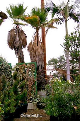 Mexican Fan Palms