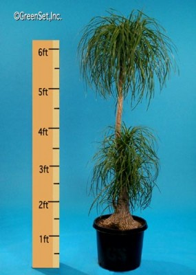 Bottle Palm