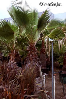 Mexican Fan Palm