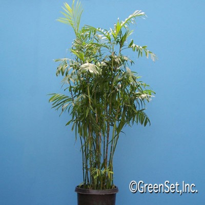 Bamboo Palm