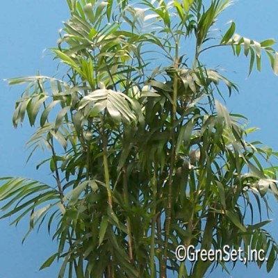 Bamboo Palm CU