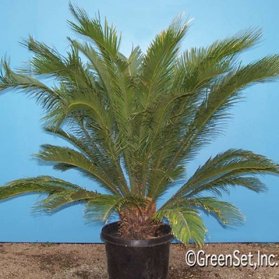 Sago Palm