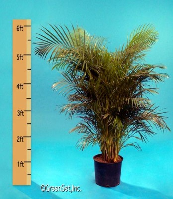 Areca Palm