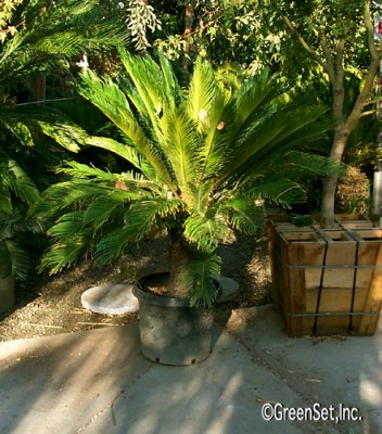 Sago Palm