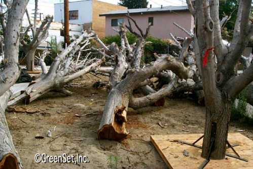 Mulberry Trunks