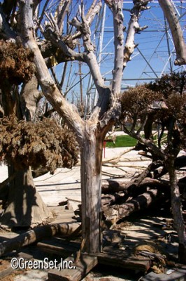 Mulberry Tree