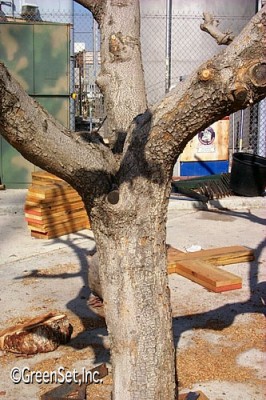 Pistashio Trunk