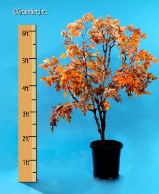 Silk Maple Tree