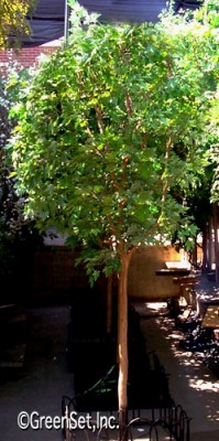 rock maple silk foliage on crape myrtle