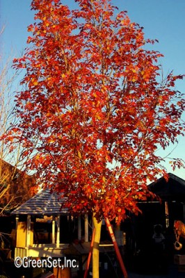 Silk Oak Fall Sycamore