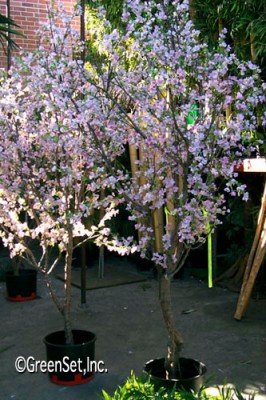 Almond Trunk with Silk Cherry Blossom