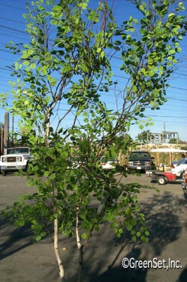 Silk Birch Trunk with Aspen Foliage