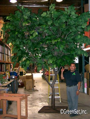 Silk Banyon Tree