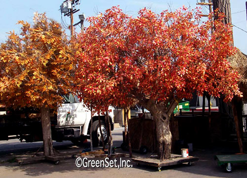 Silk Fall Color Sourwood Tree