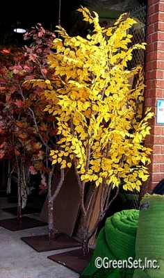 Silk Fall Color Birch Tree