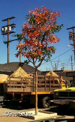 Crape Myrtle on Base