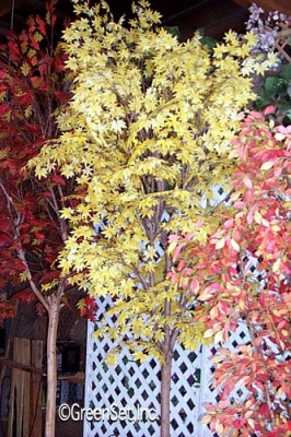 Japanese Maple Yellow