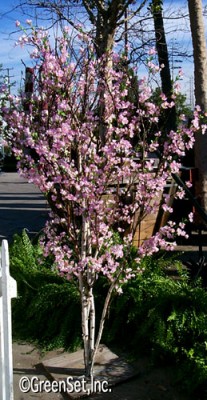 Pink Cherry Blossom Tree