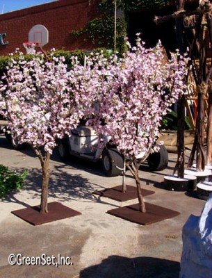 Pink Cherry Blossom Trees