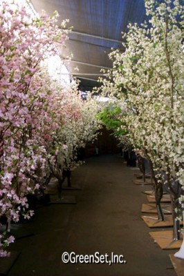 Silk Cherry Blossom Trees