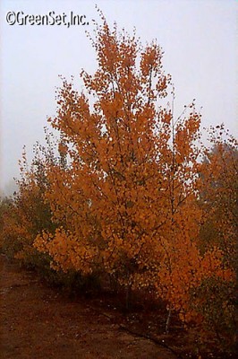 Aspen Trees, Fall Color