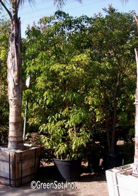 Camphor Tree