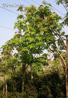 Silver Maple Tree