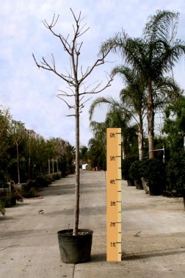 Dormant Silver Maple