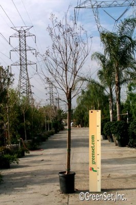 Dormant Crape Myrtle