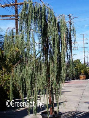 Weeping Juniper